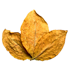Tobacco Leaf