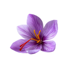 Saffron