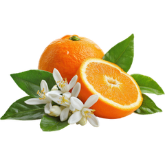 Orange Bloosam