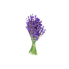 Patchouli