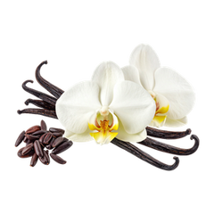 Vanilla Orchid